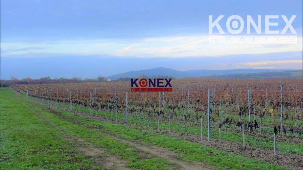 Jedinečná investícia! KRÁSNY VINOHRAD VO VINOHRADNÍCKEJ OBLASTI TOKAJ