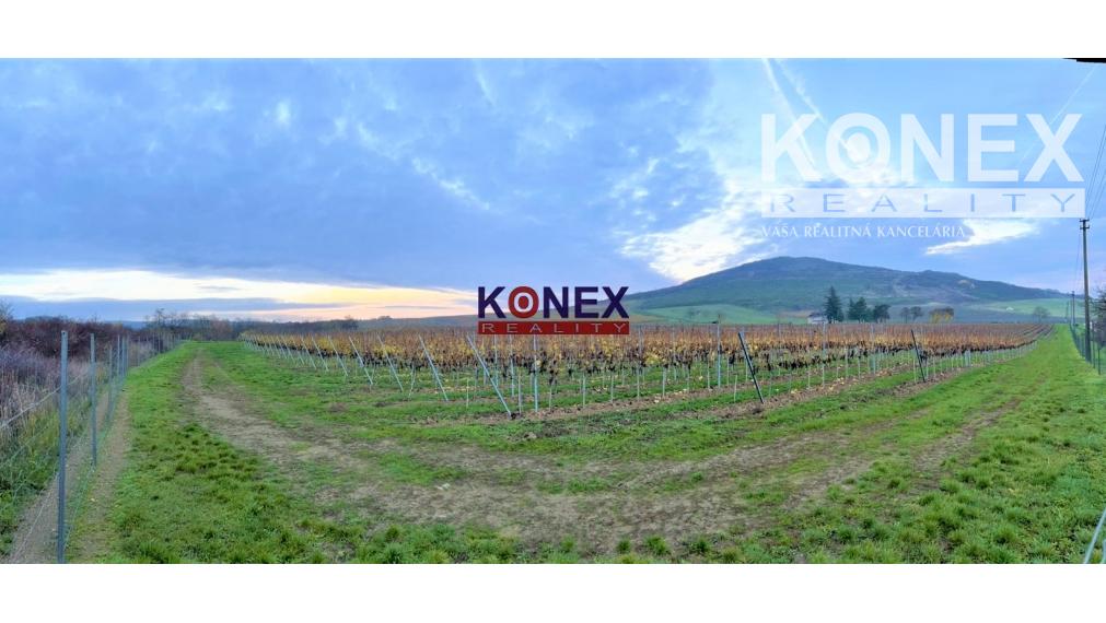 Jedinečná investícia! KRÁSNY VINOHRAD VO VINOHRADNÍCKEJ OBLASTI TOKAJ