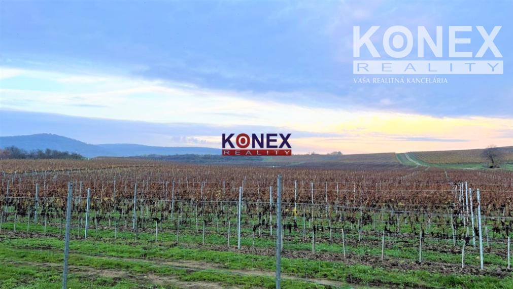 Jedinečná investícia! KRÁSNY VINOHRAD VO VINOHRADNÍCKEJ OBLASTI TOKAJ