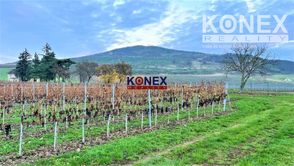 Jedinečná investícia! KRÁSNY VINOHRAD VO VINOHRADNÍCKEJ OBLASTI TOKAJ