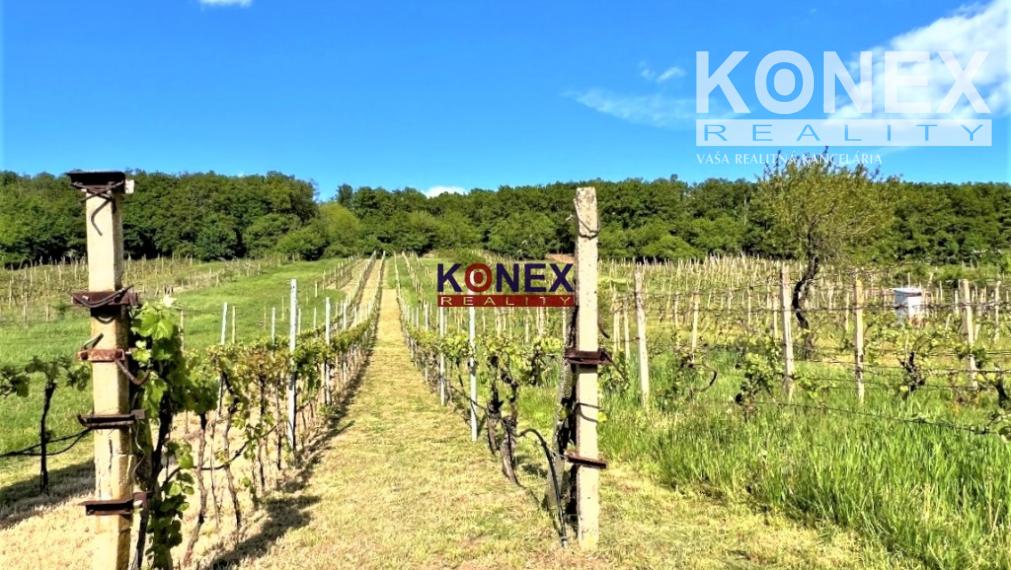 Vínny domček s krásnou vinicou – obec Viničky