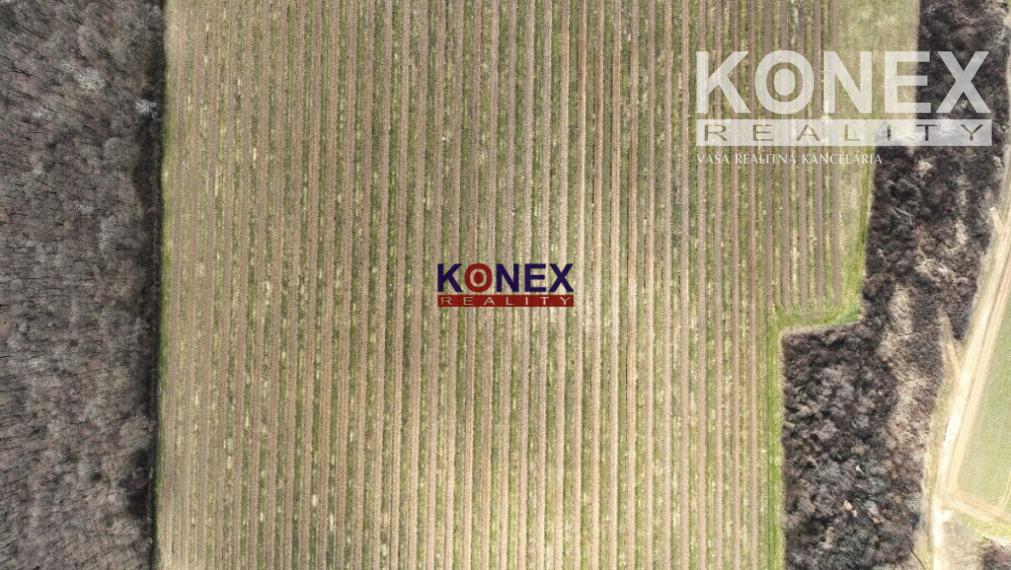 Na predaj krásny vinohrad s rozlohou 25 ha - Sobrance-okolie