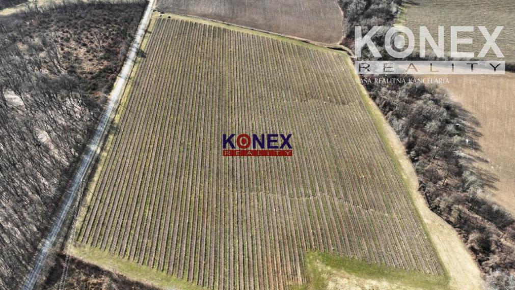 Na predaj krásny vinohrad s rozlohou 25 ha - Sobrance-okolie