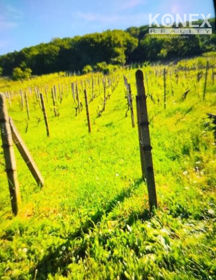 ID-3518 Vinica pri obci BORŠA – NA PREDAJ