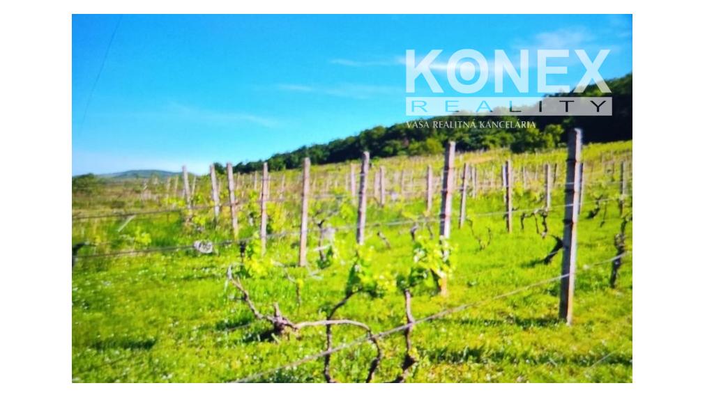 ID-3518 Vinica pri obci BORŠA – NA PREDAJ