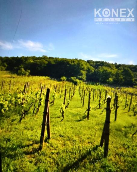 ID-3518 Vinica pri obci BORŠA – NA PREDAJ