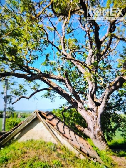 ID-3518 Vinica pri obci BORŠA – NA PREDAJ