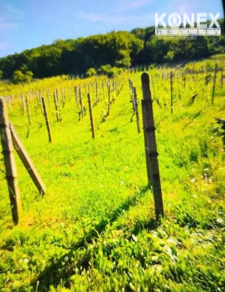 ID-3522 Chatka s vinicou pri obci BORŠA – NA PREDAJ