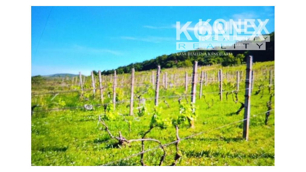 ID-3522 Chatka s vinicou pri obci BORŠA – NA PREDAJ