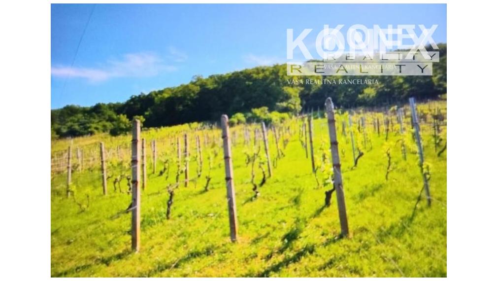 ID-3522 Chatka s vinicou pri obci BORŠA – NA PREDAJ