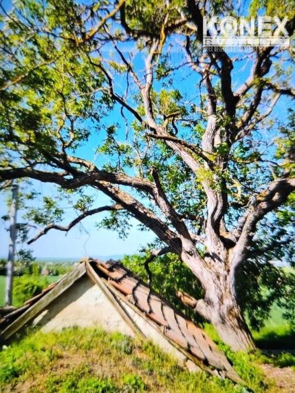 ID-3522 Chatka s vinicou pri obci BORŠA – NA PREDAJ