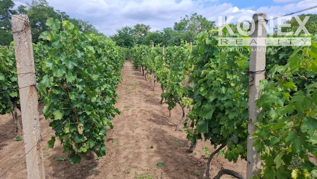 ID-4650 NA PREDAJ Vinohrad - STREDA NAD BODROGOM