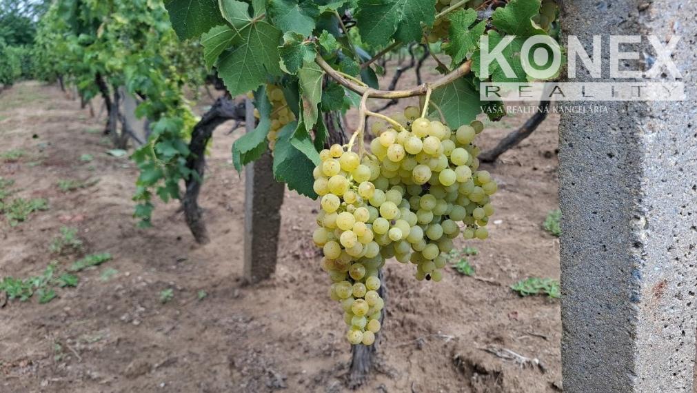 ID-4650 NA PREDAJ Vinohrad - STREDA NAD BODROGOM
