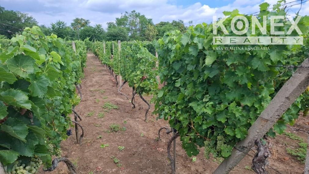 ID-4650 NA PREDAJ Vinohrad - STREDA NAD BODROGOM