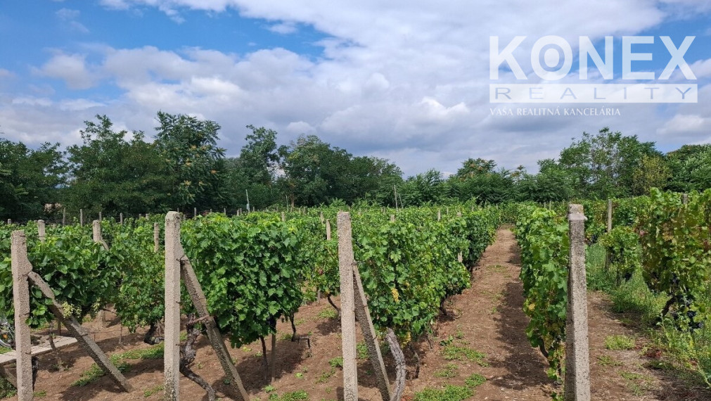 ID-4650 NA PREDAJ Vinohrad - STREDA NAD BODROGOM