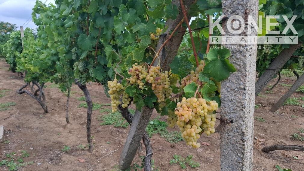 ID-4650 NA PREDAJ Vinohrad - STREDA NAD BODROGOM