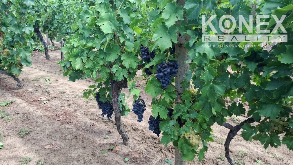 ID-4650 NA PREDAJ Vinohrad - STREDA NAD BODROGOM