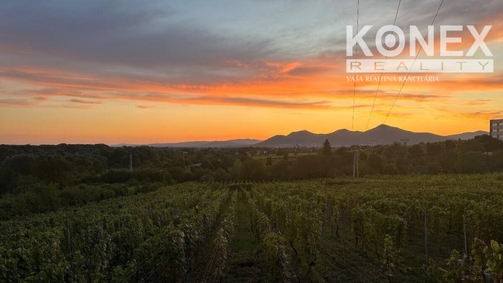 ID-4658 Vinohrad s chatou v Tokajskej oblasti – VINIČKY