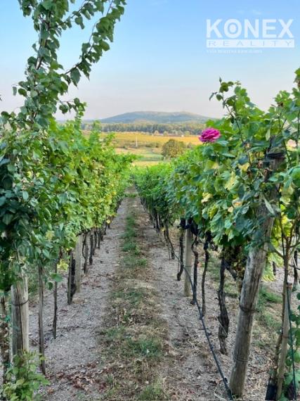 ID-4825 NA PREDAJ Vinohrad s chatkou - k. ú. VINIČKY
