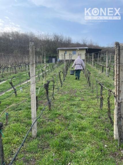 ID-4825 NA PREDAJ Vinohrad s chatkou - k. ú. VINIČKY