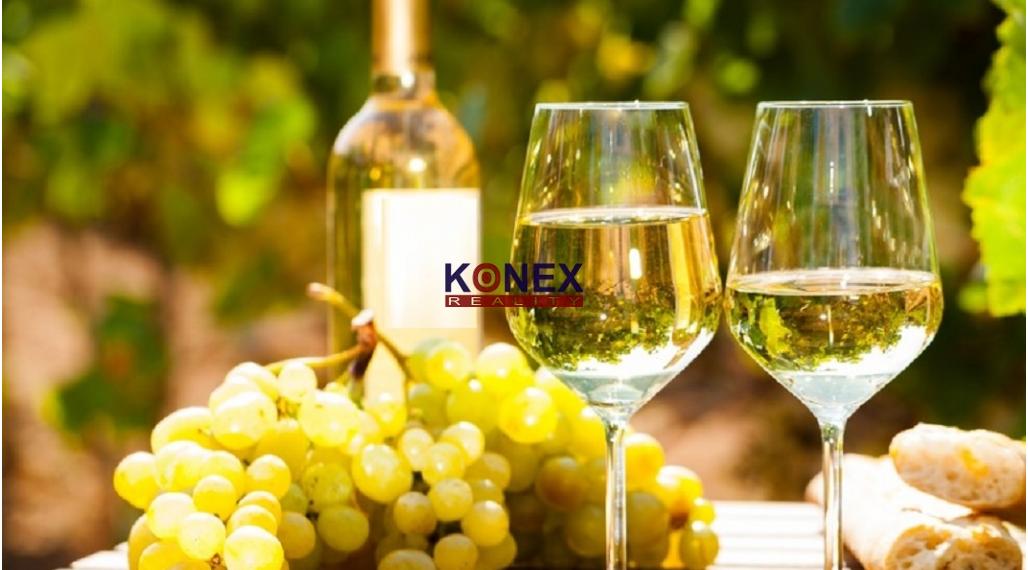 Jedinečná investícia! KRÁSNY VINOHRAD VO VINOHRADNÍCKEJ OBLASTI TOKAJ