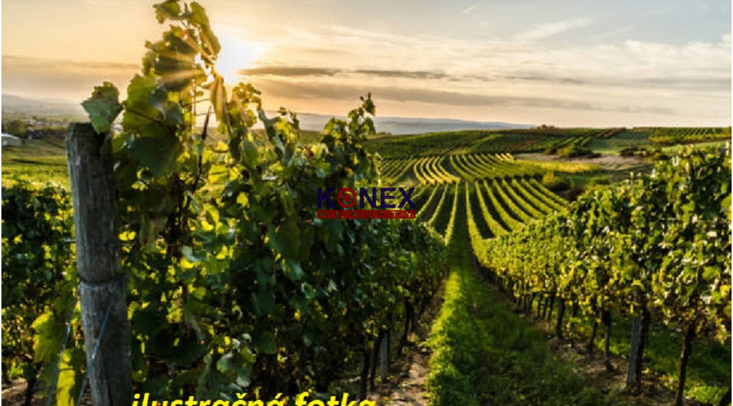 ID-3208 NA PREDAJ –  Vinica v tokajskej oblasti
