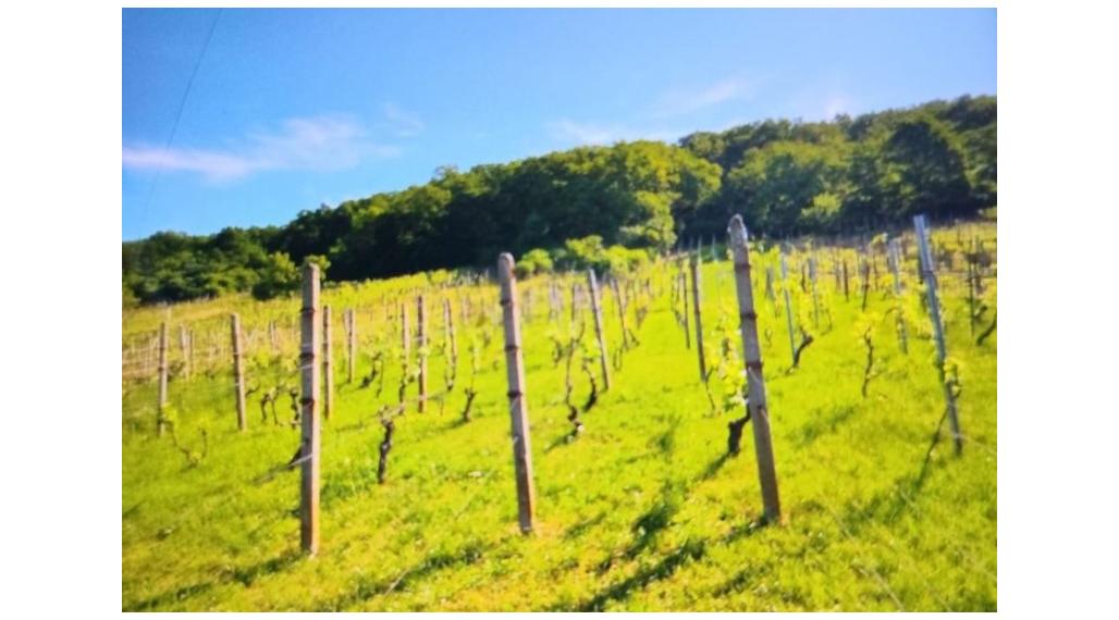 ID-3518 Vinica pri obci BORŠA – NA PREDAJ
