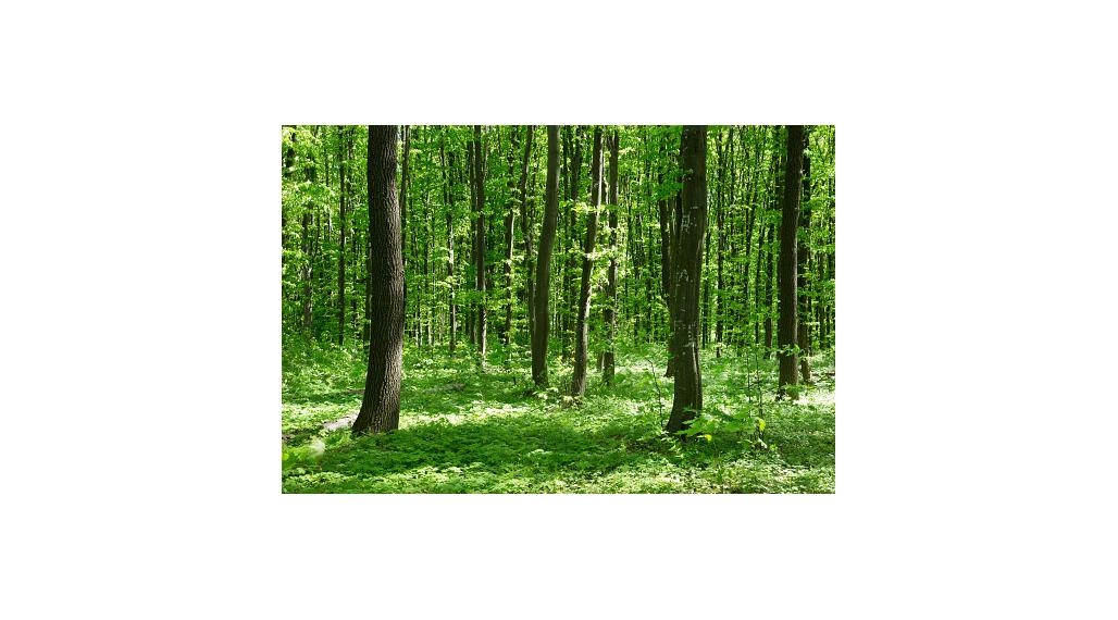 Lesný pozemok v k.ú. Veľká Tŕňa