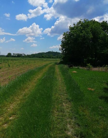 ID-3738 NA PREDAJ POZEMOK (záhrada) – Michalovce, časť Topoľany