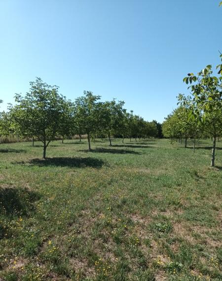 ID-4625 Rozľahlý pozemok (6 900m2) BUDINCE