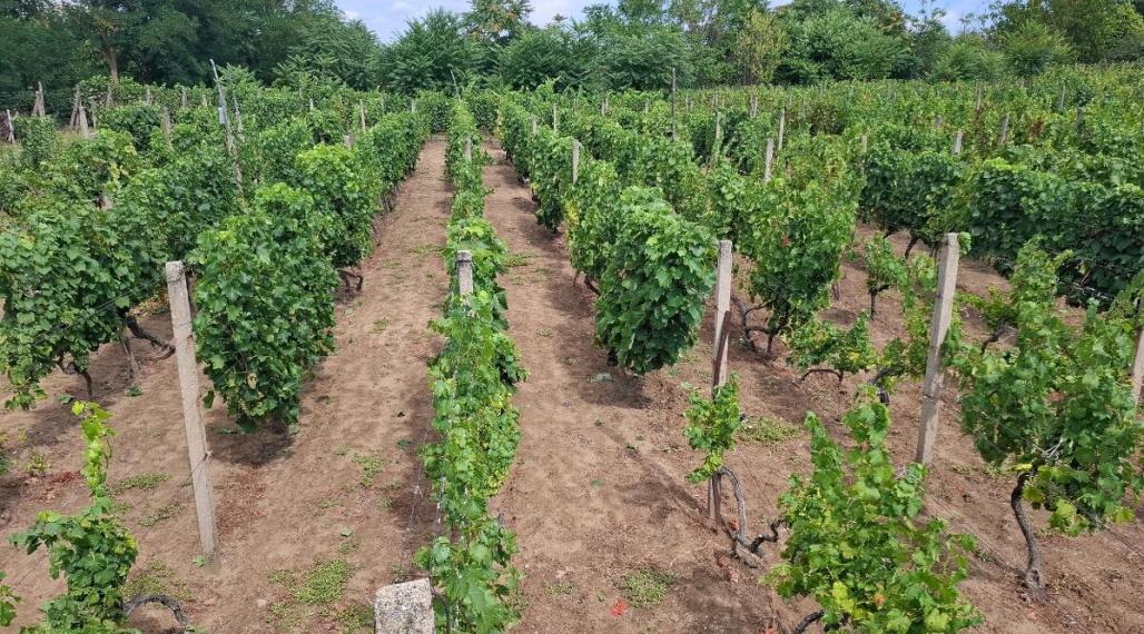 ID-4650 NA PREDAJ Vinohrad - STREDA NAD BODROGOM