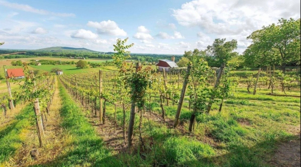 ID-4825 NA PREDAJ Vinohrad s chatkou - k. ú. VINIČKY