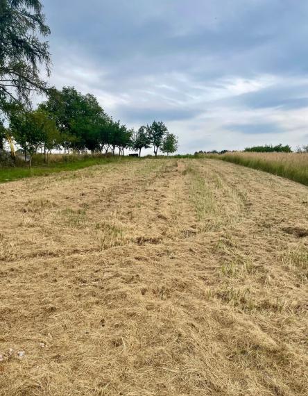 ID-4924 NA PREDAJ POZEMOK - obec BELOVEŽA, okres Bardejov