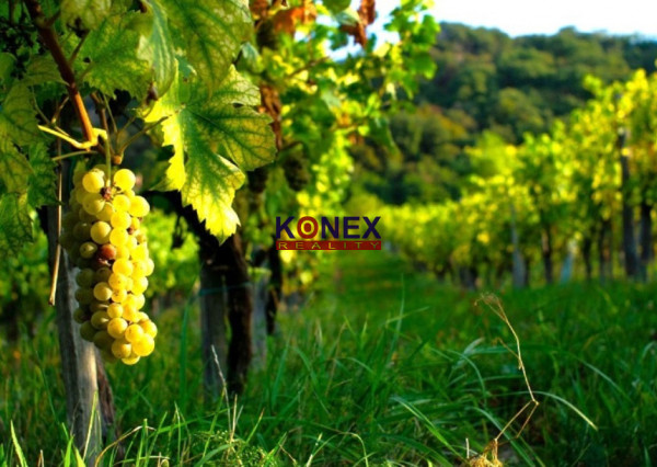 SUPER PONUKA – Krásny vinohrad vo vinohradníckej oblasti Tokaj