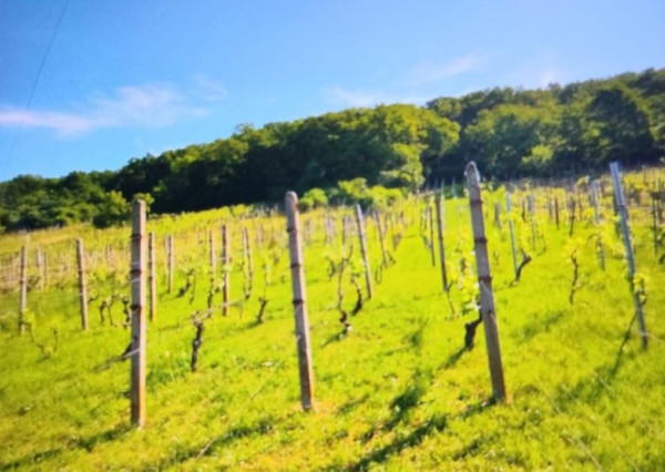 ID-3518 Vinica pri obci BORŠA – NA PREDAJ