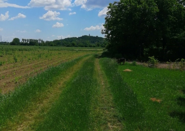 ID-3738 NA PREDAJ POZEMOK (záhrada) – Michalovce, časť Topoľany