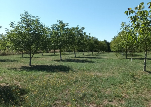 ID-4625 Rozľahlý pozemok (6 900m2) BUDINCE