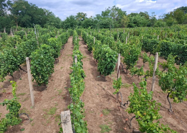 ID-4650 NA PREDAJ Vinohrad - STREDA NAD BODROGOM
