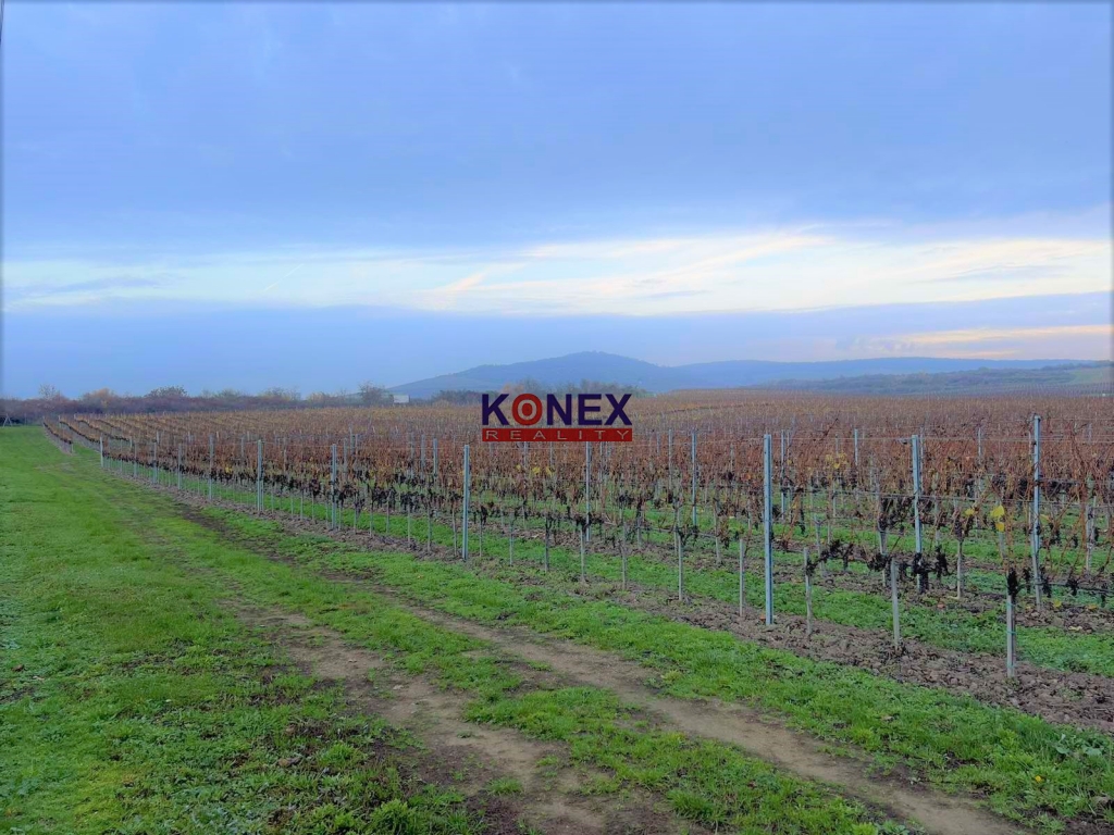 Jedinečná investícia! KRÁSNY VINOHRAD VO VINOHRADNÍCKEJ OBLASTI TOKAJ foto
