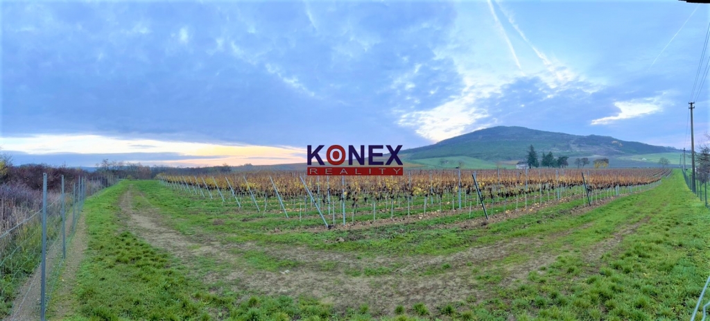 Jedinečná investícia! KRÁSNY VINOHRAD VO VINOHRADNÍCKEJ OBLASTI TOKAJ foto